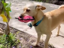 黄色いお花を見つめるリクガメさんに、ピンクのおもちゃを見せたい犬さんが可愛い