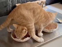 茶トラ猫さんたちのご飯タイム、なぜかとんでもないポーズで食べていた