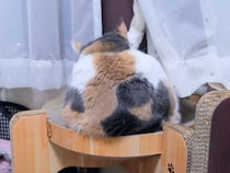 「ねぇねぇ！」キャットタワーにいる猫さんに声をかけたら、まさかの振り向き方で笑わせにきた！