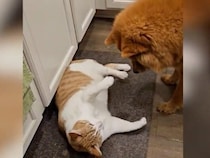 全力で遊びに誘う犬さんと、ピクリとも動かない猫さんの温度差がすごかった