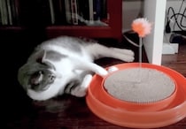 横になりたい、でも遊びたい。ダラダラ過ごす猫さん。
