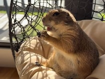 おやつをモグモグするプレーリードッグさん、特等席での食べっぷりがまるで小さな女王様♡