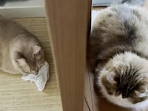 いつもは犬猿の仲だけど、心境の変化？ 急接近する猫さんたち