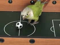 ちゃんとゴールもできるんです！サッカーが上手な鳥さん