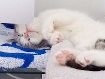 パソコンの隣が特等席の子猫さん、飼い主の仕事が終わるまで待ってくれてた？