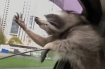 風をキャッチ！ドライブ大好きなアライグマさんがものすごく楽しそう！