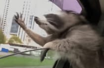 風をキャッチ！ドライブ大好きなアライグマさんがものすごく楽しそう！