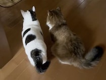 態度が露骨すぎ！ サマーカットの翌朝、飼い主さんの事を無視する猫さんたち