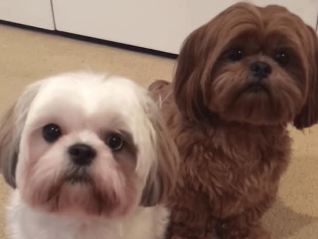 愛犬に「親友はだれ？」と聞いてみたら、お返事がとっても可愛かった！
