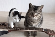 2匹で作った曲です！ギター演奏を披露する猫さん