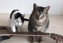 2匹で作った曲です！ギター演奏を披露する猫さん
