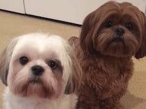 愛犬に「親友はだれ？」と聞いてみたら、お返事がとっても可愛かった！