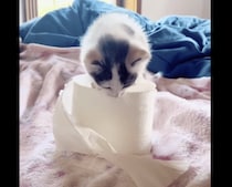 子猫「こいつ勝手にブルブルするニャ…」 いや震えているのはキミ！