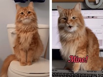 「ぜーんぶ、あたしのモノよ！」可愛い猫と飼い主の主張