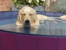 水遊びといえばやっぱり、ゴールデンレトリバー！