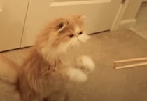 可愛くおねだりする方法を習得した猫さん♡ こんな動きできるの!?