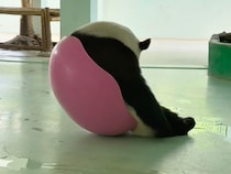 ピンクのボウルにハマったパンダさん、その絵面がかわいすぎた