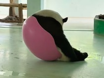 ピンクのボウルにハマったパンダさん、その絵面がかわいすぎた