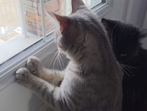 「お外に何かいる！」立ち上がって監視を頑張る猫さん、真剣なお顔が可愛すぎ