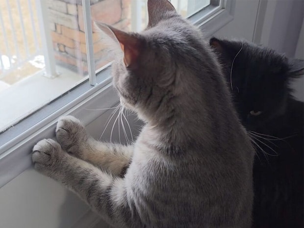 「お外に何かいる!」立ち上がって監視を頑張る猫さん、真剣なお顔が可愛すぎ
