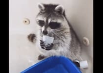 「お水はこうやって飲むの！」人間のようにコップを使うアライグマ