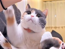 おやつを差し出したら両前足でぎゅっ！と抱きしめる三毛猫さん、独占欲がかわいすぎた