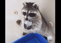 「お水はこうやって飲むの！」人間のようにコップを使うアライグマ