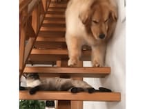 「猫さんがイジワルするー！」 困った犬さんが泣き出しちゃった！