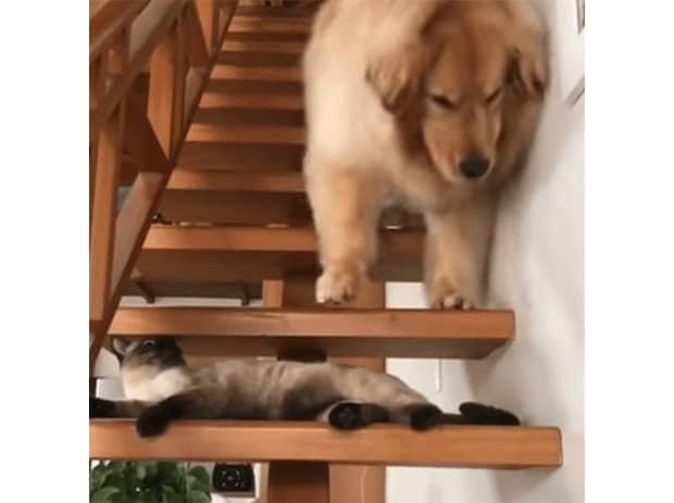 「猫さんがイジワルするー！」 困った犬さんが泣き出しちゃった！