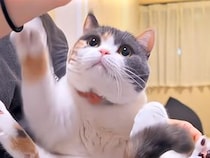 おやつを差し出したら両前足でぎゅっ！と抱きしめる三毛猫さん、独占欲がかわいすぎた