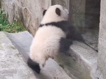 段差に挑戦する子パンダさん、コロコロ転がっても諦めないぞ！