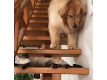 「猫さんがイジワルするー！」 困った犬さんが泣き出しちゃった！