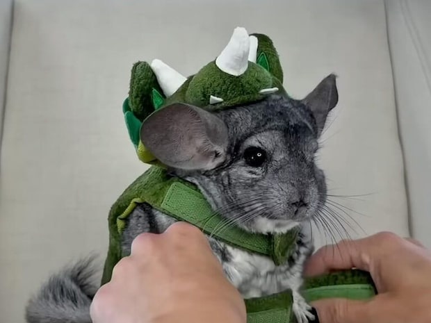 恐竜のお洋服を着せてもらったチンチラさん、小さな怪獣に変身!