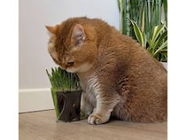 新鮮な猫草を前にした猫さん、小さなお口でモグモグ食べる姿が可愛い