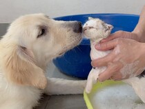 初めてのお風呂にドキドキの保護猫さん、優しい犬さんがずっとそばで見守ってくれていた♡