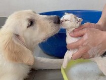 初めてのお風呂にドキドキの保護猫さん、優しい犬さんがずっとそばで見守ってくれていた♡