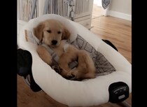 寝心地はいかが？ 赤ちゃんのベッドで寝てみる子犬