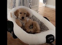 寝心地はいかが？ 赤ちゃんのベッドで寝てみる子犬
