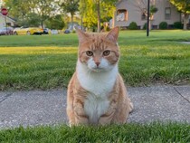 「これはにゃんだろ？」カメラに挨拶してくれる猫さん
