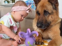 赤ちゃんと一緒に遊びたい犬さん、人間のおもちゃも楽しいね！