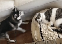 猫にベッドを取られた子犬の攻撃！「犬パンチ」が可愛かった