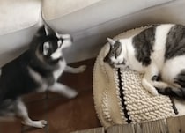 猫にベッドを取られた子犬の攻撃！「犬パンチ」が可愛かった