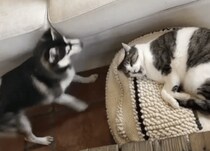 猫にベッドを取られた子犬の攻撃！「犬パンチ」が可愛かった