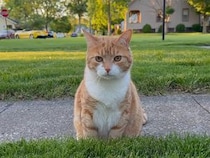 「これはにゃんだろ？」カメラに挨拶してくれる猫さん