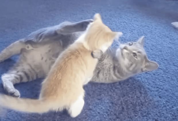 かかってこーい！ 子猫に力加減を教えてあげる先輩