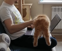 「ここがいい♪ 」何度も飼い主の元に戻ってきちゃう子猫