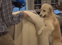 足元に気をつけてね〜。一緒に荷物を運んでくれる優しい犬さん