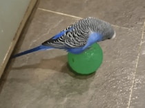 拍手を送りたい！ 芸達者なセキセイインコさん
