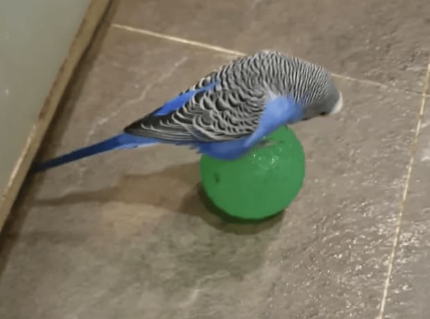 拍手を送りたい！ 芸達者なセキセイインコさん