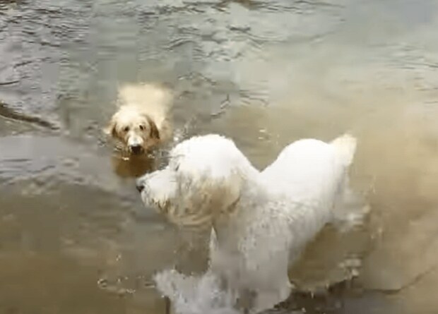 犬の水泳教室？ 泳ぎ方を子犬に教えてあげる先輩